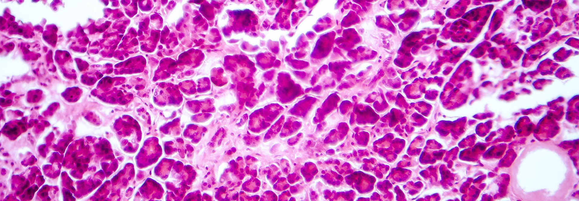 Histology of human pancreatic tissue
