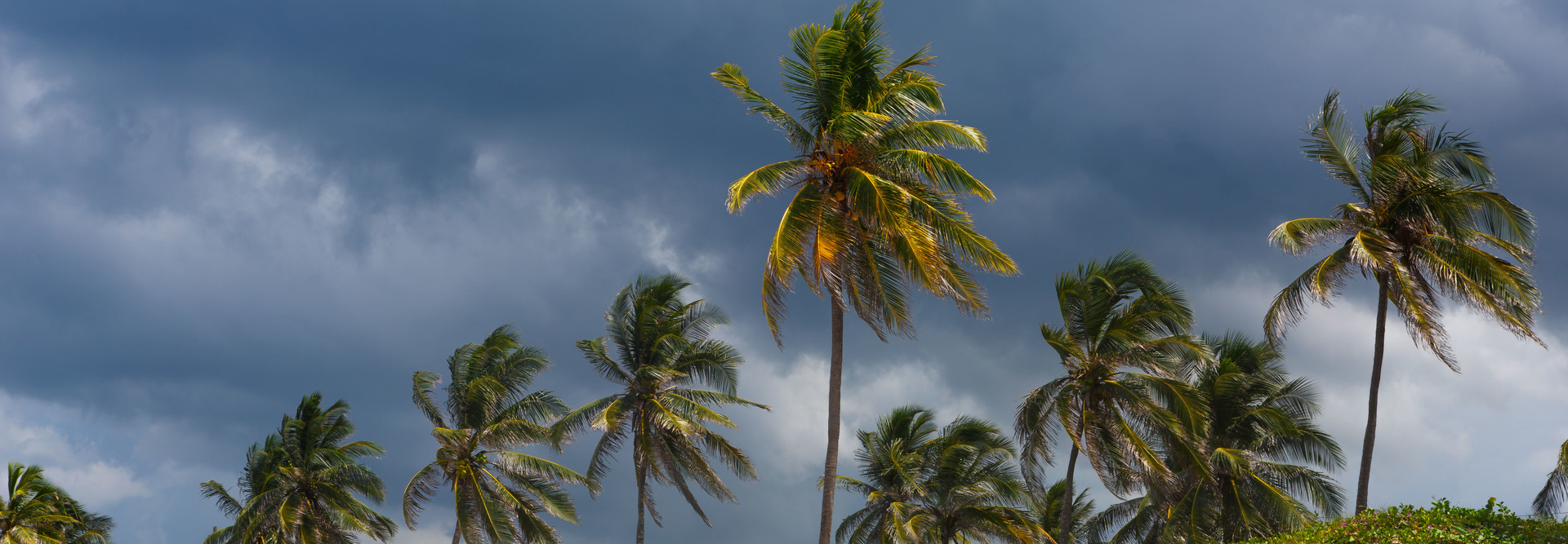 Hurricane approaches as palm trees blow in the wind.
