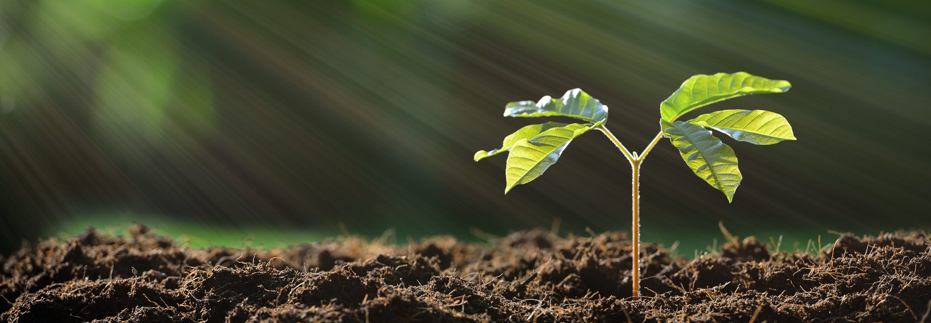 Sowing the seeds