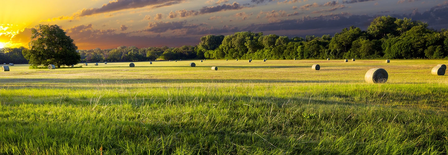Tranquil Texas meadow at sunrise with hay bales strewn across the landscape