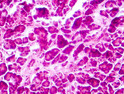 Histology of human pancreatic tissue