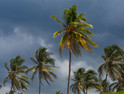 Hurricane approaches as palm trees blow in the wind.
