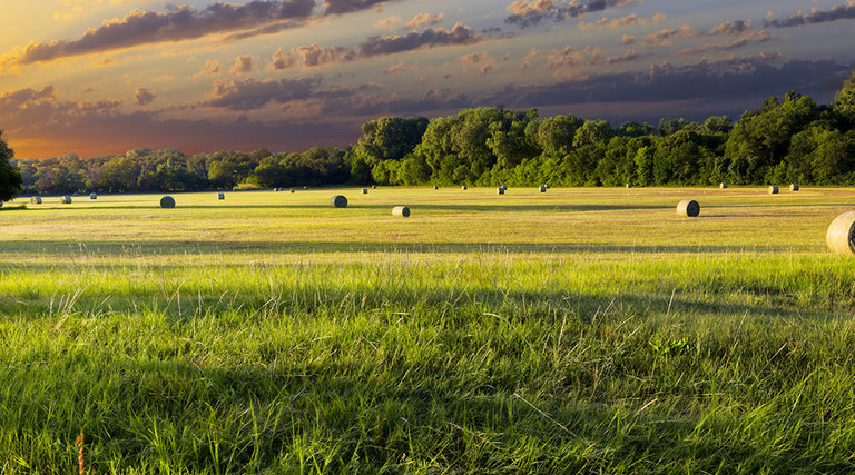 Tranquil Texas meadow at sunrise with hay bales strewn across the landscape