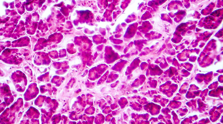 Histology of human pancreatic tissue