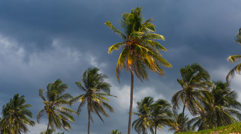 Hurricane approaches as palm trees blow in the wind.