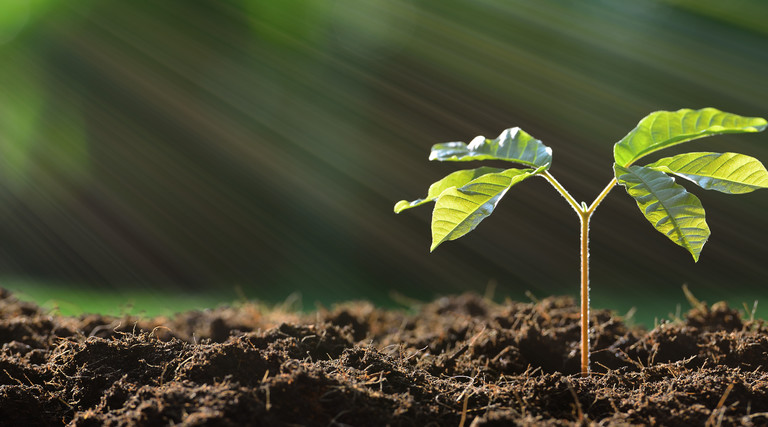 Sowing the seeds